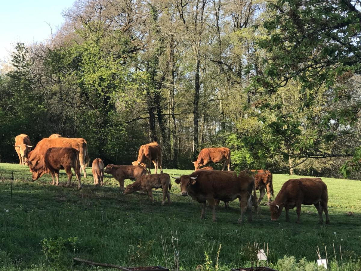 Les Ombrieres Bed & Breakfast Porcheresse Luaran gambar